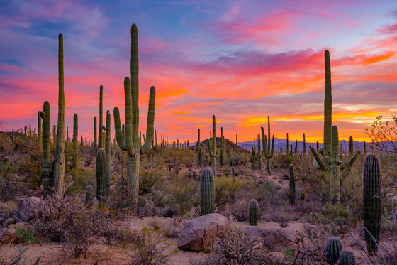 Saguaro National Park