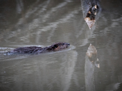 Beaver swimming