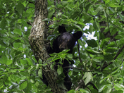 Great Smoky Mountains National Park