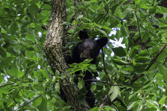 Great Smoky Mountains National Park