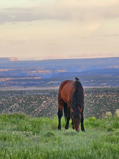 Mesa Verde National Park, Far View Lodge