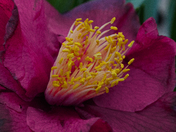 National Arboretum