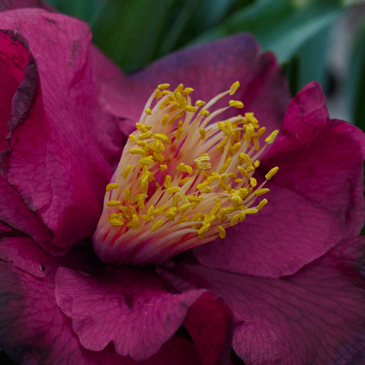 National Arboretum