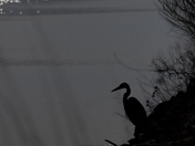 Blackwater NWR
