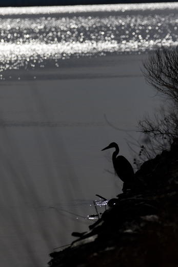 Blackwater NWR