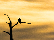 Blackwater NWR