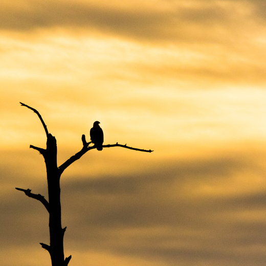 Blackwater NWR