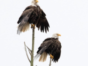 Blackwater NWR