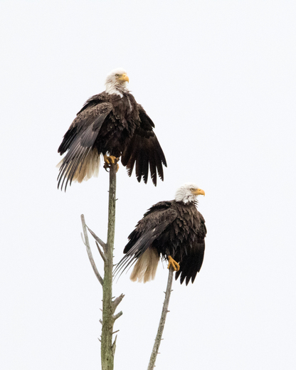 Blackwater NWR