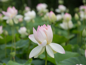 Kenilworth Aquatic Gardens