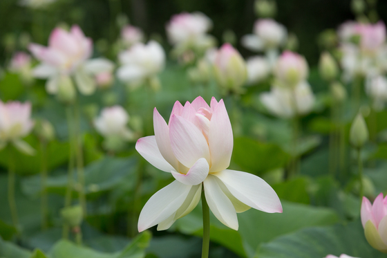 Kenilworth Aquatic Gardens
