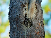 Carolina Sandhills NWR
