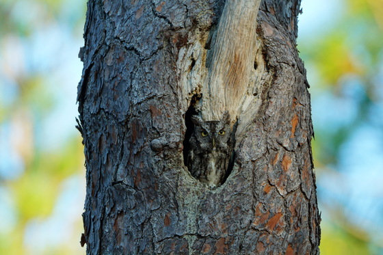 Carolina Sandhills NWR