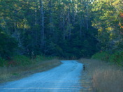 Alligator River NWR