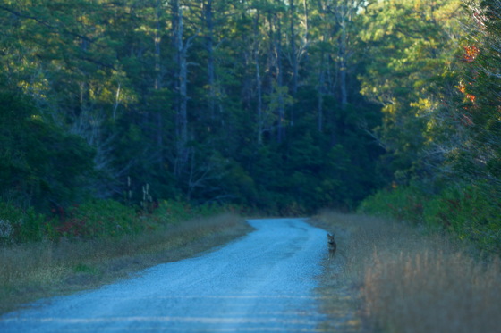 Alligator River NWR