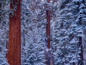 Sequoia National Park