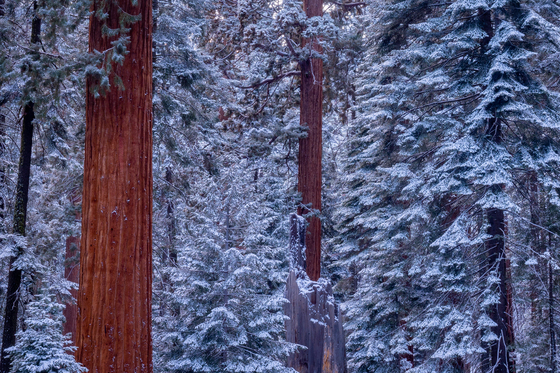 Sequoia National Park