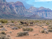 Red Rock Canyon National Conservation Area