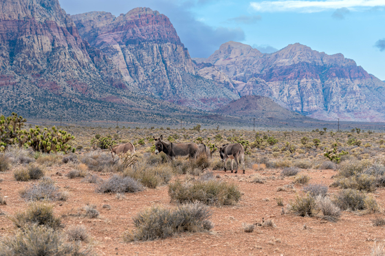 Red Rock Canyon National Conservation Area