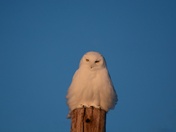 Snowy Owl on Christmas Day