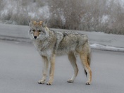 Urban Coyote