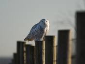 Snowy Owl on fence line