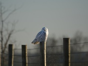Snowy Owl on fence line