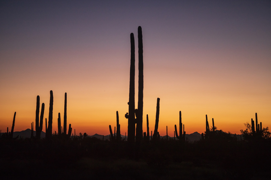 Santa Catalina Mountains