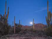 Saguaro National Park West