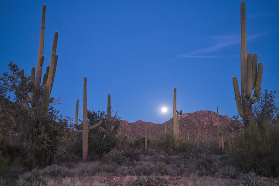 Saguaro National Park West