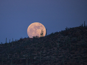 Saguaro National Park West