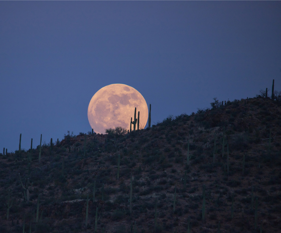 Saguaro National Park West
