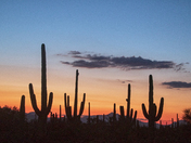 Saguaro National Park West