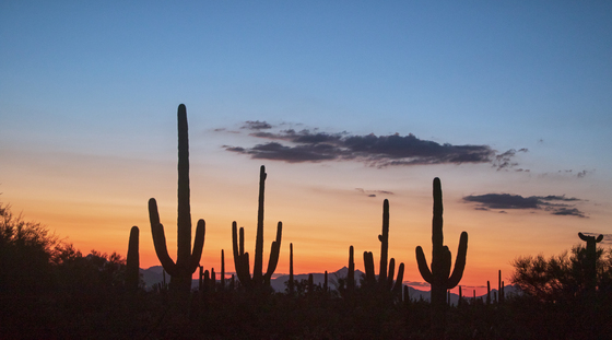 Saguaro National Park West