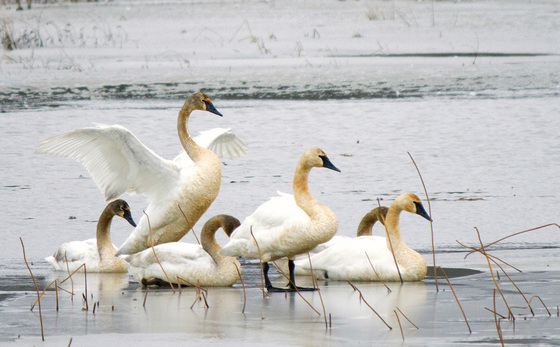 Ottawa National Wildlife Refuge