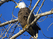 Ottawa National Wildlife Refuge