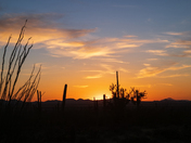 Saguaro National Park West