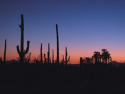 Saguaro National Park West