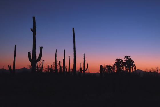 Saguaro National Park West