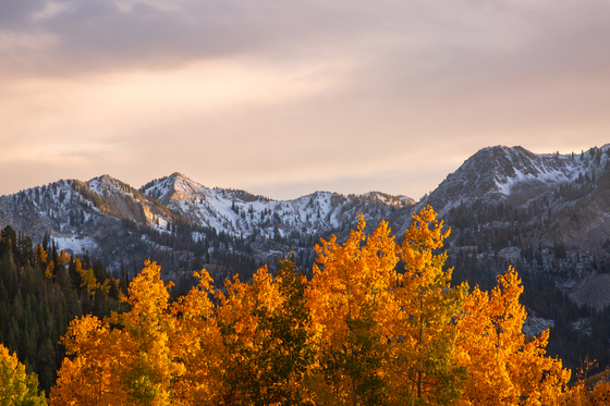 Uintah-Wasatch-Cache National Forest