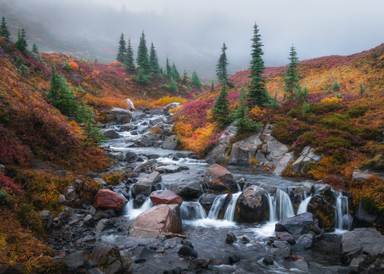 Mt Rainier National Park