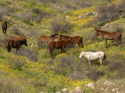 Tonto National Forest
