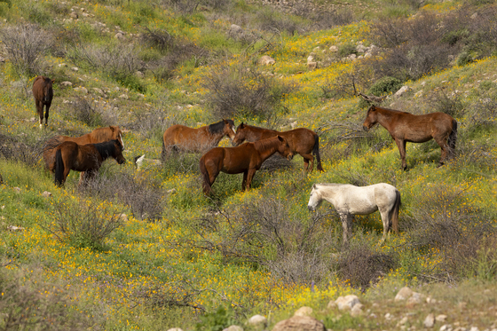 Tonto National Forest