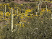 Tonto National Forest