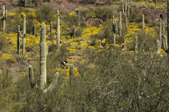 Tonto National Forest