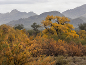Tonto National Forest