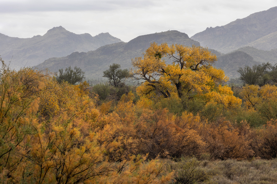 Tonto National Forest