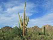 Saguaro National Park West