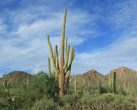 Saguaro National Park West