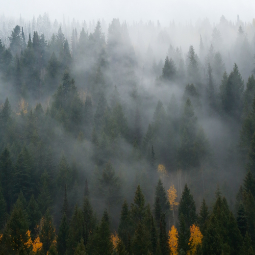 Uintah-Wasatch-Cache National Forest